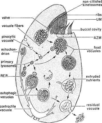 Balantidium coli feeding and digestion diagram