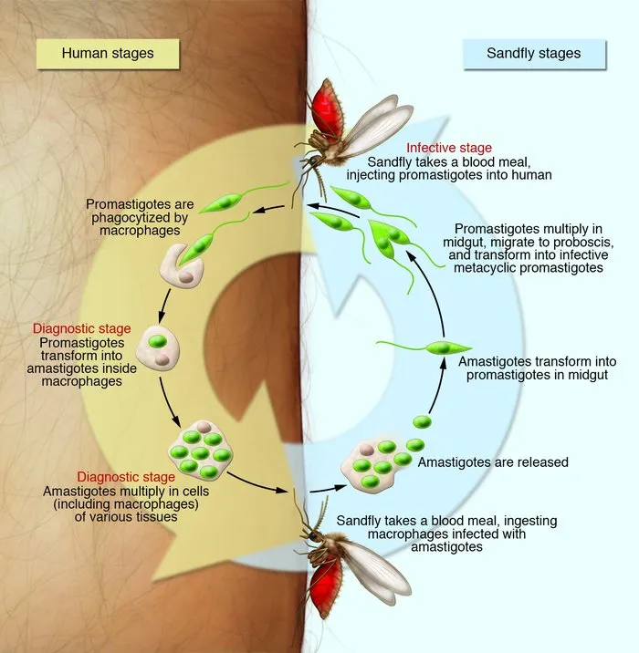 Leishmania life cycle: sandfly and human stages