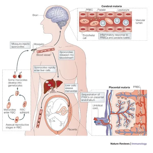 Malaria parasite life cycle and complications