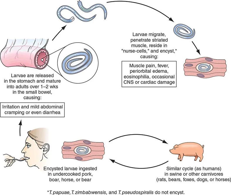 Trichinella spiralis life cycle