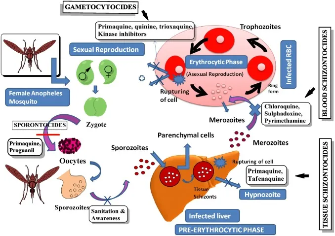 Malaria life cycle with antiparasitic drug targets
