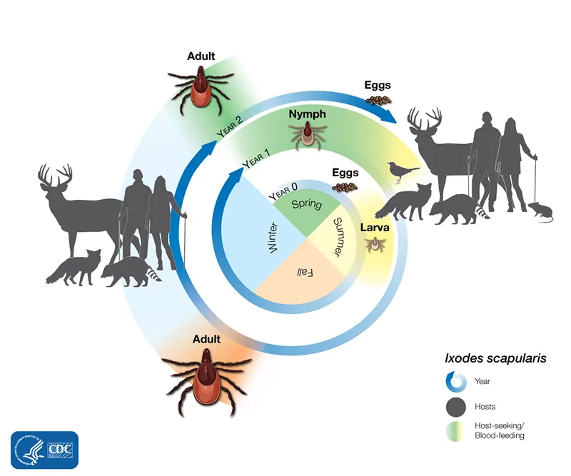 Ixodes scapularis tick life cycle and hosts