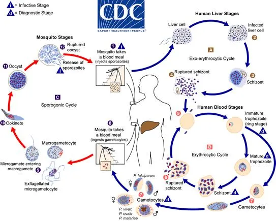 Malaria Parasite Life Cycle