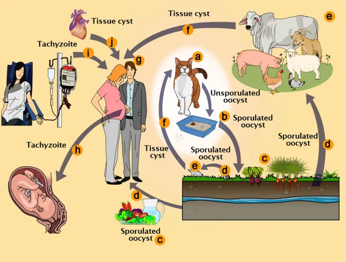 Toxoplasma gondii life cycle in humans and animals