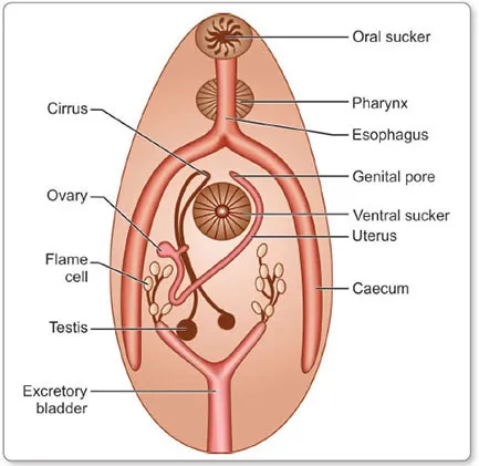 Trematode (Fluke) General Morphology Diagram