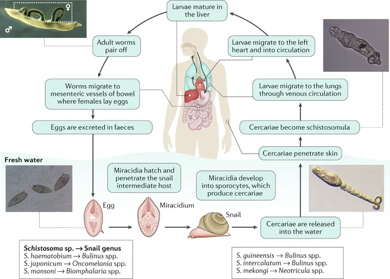 Schistosoma Life Cycle in Humans and Snails
