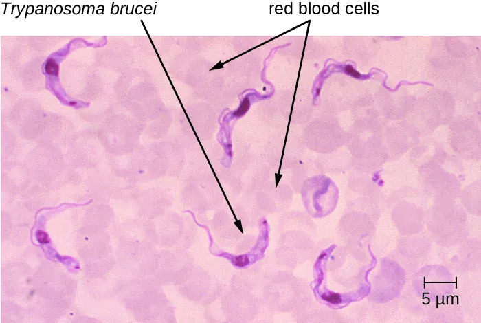 Trypanosoma brucei in blood smear