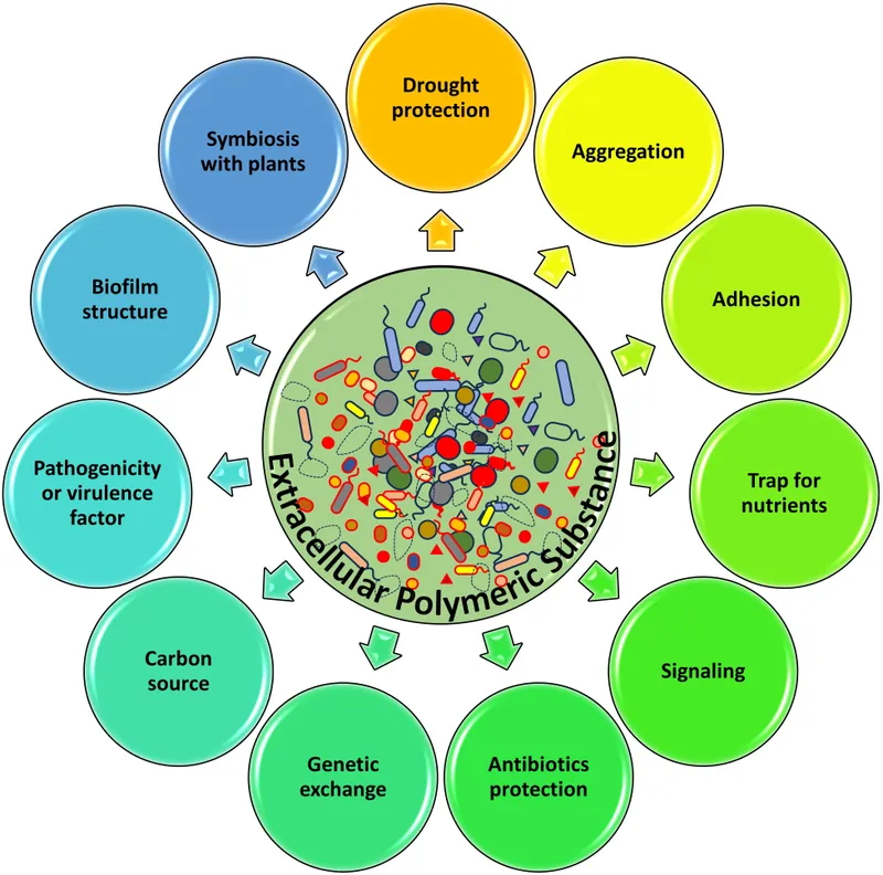 Biofilm structure and functions