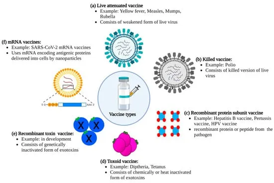 Types of Vaccines: Live, Killed, mRNA, Toxoid, Recombinant