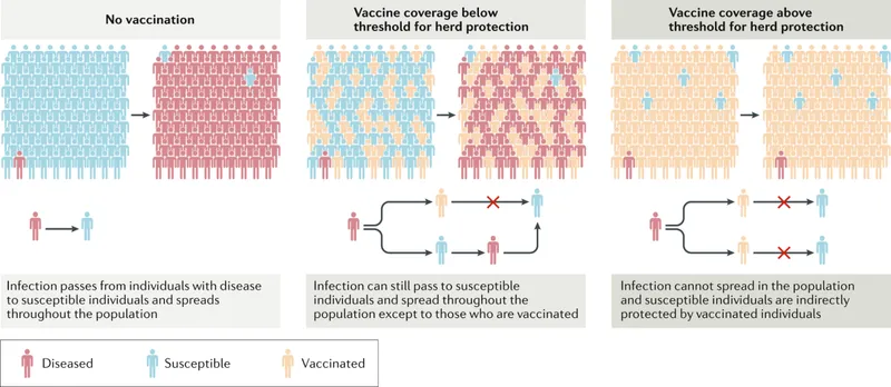 Herd immunity and population protection with vaccination