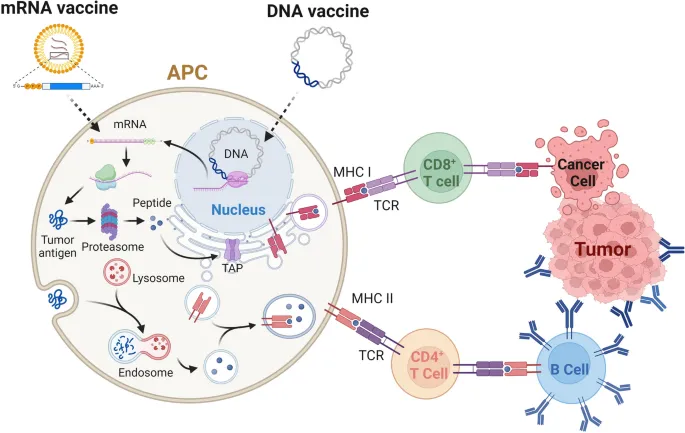 mRNA and DNA Vaccine Mechanisms