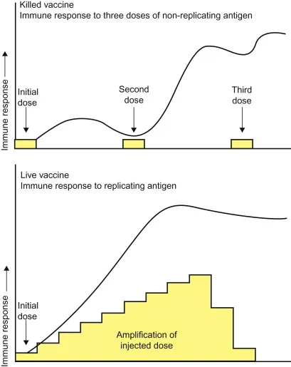 Immune response to killed vs. live vaccines