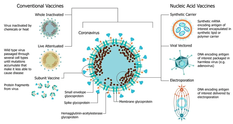 Conventional and Nucleic Acid Vaccine Types