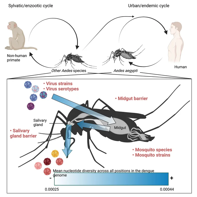 Arbovirus transmission cycle and mosquito barriers
