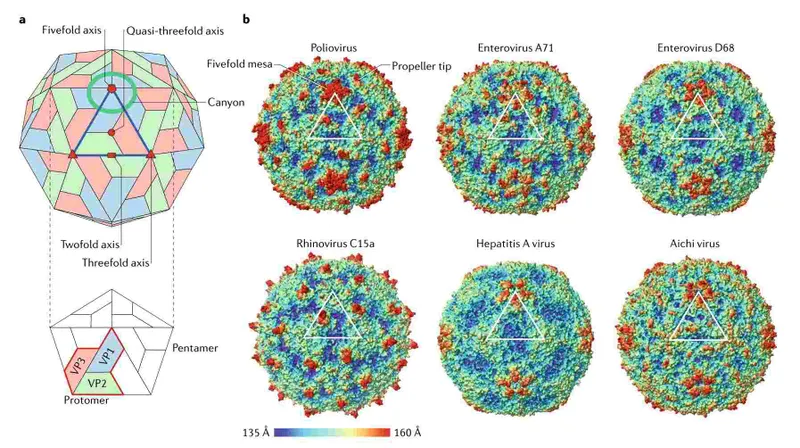 Picornavirus structure and surface features