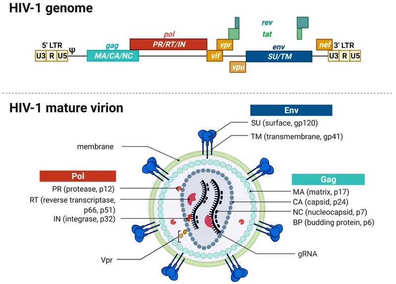 HIV-1 Genome and Virion Structure