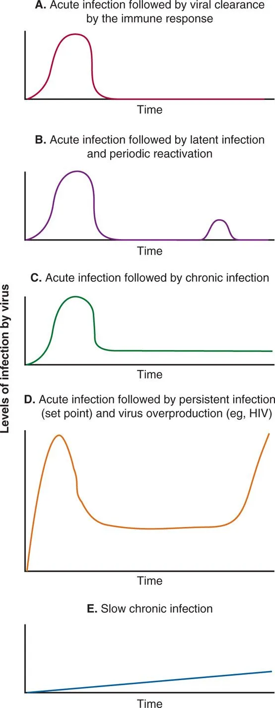 Viral Infection Patterns Over Time