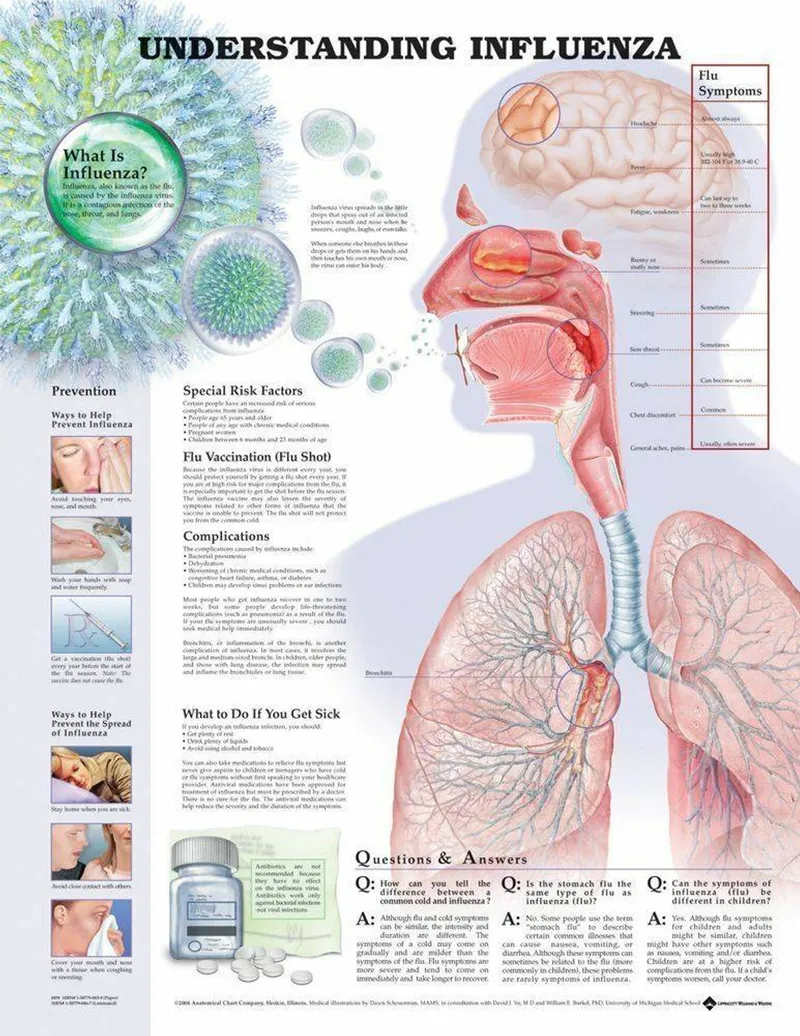 Understanding Influenza: Symptoms, Prevention, Treatment