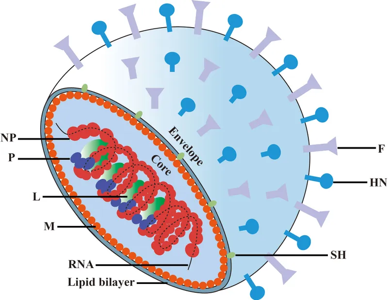Paramyxovirus structure with labeled components