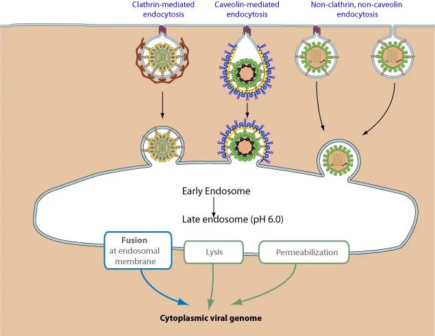 Viral entry mechanisms