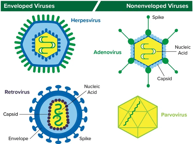 Enveloped vs. Nonenveloped Virus Structure Comparison