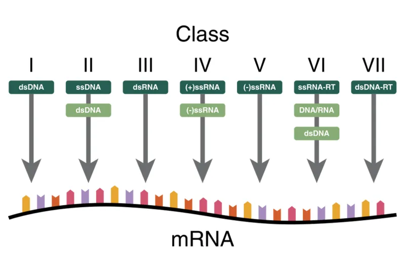 Baltimore Classification and mRNA Synthesis