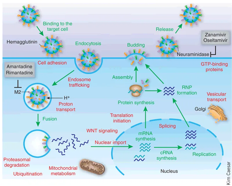 Influenza viral life cycle and antiviral drug targets