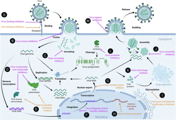Antiviral agents and their mechanisms of action