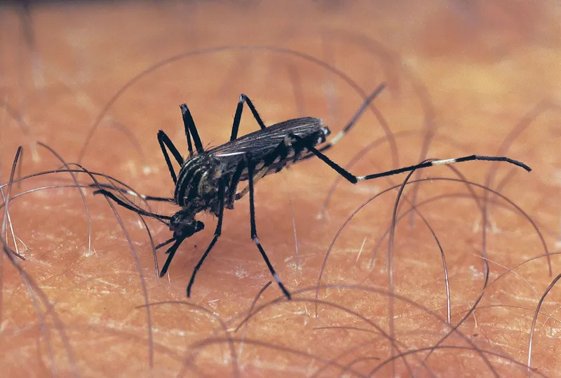 Aedes aegypti mosquito on human skin