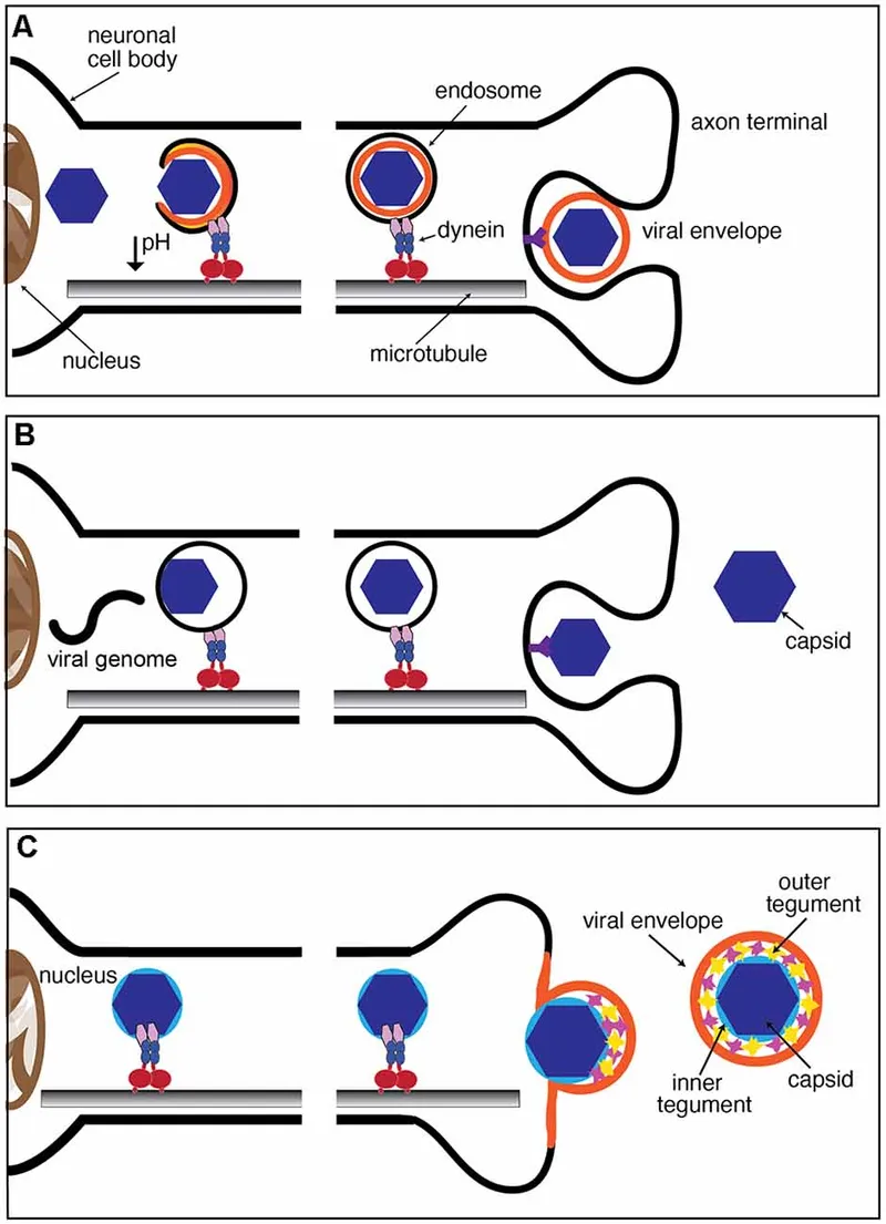 Rabies virus retrograde axonal transport and uncoating