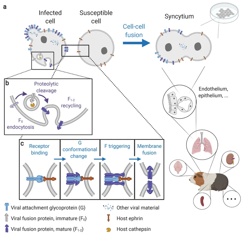 RSV-induced syncytia formation and viral fusion mechanism