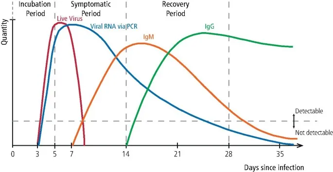 Viral infection markers: Live virus, RNA, IgM, IgG over time