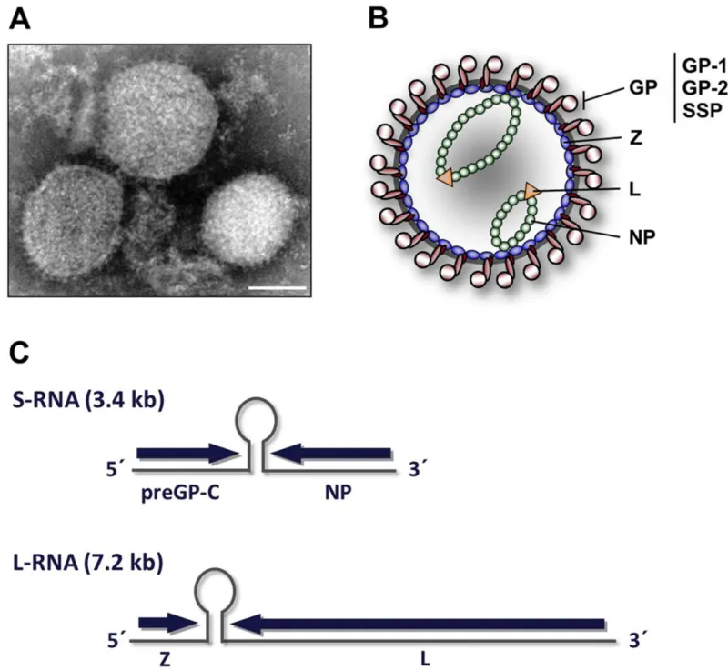 Arenavirus virion structure and genome organization