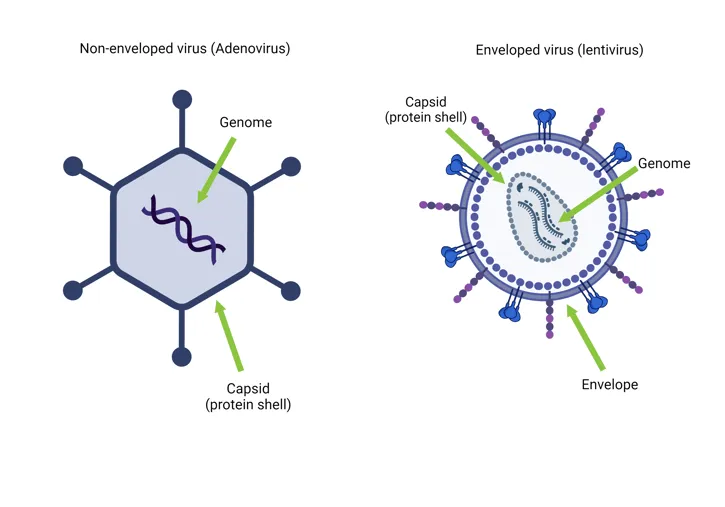 Enveloped vs. Non-Enveloped Virus Structure Diagram