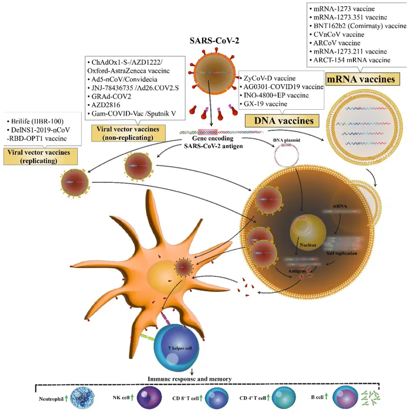 mRNA, DNA, and Viral Vector Vaccine Mechanisms