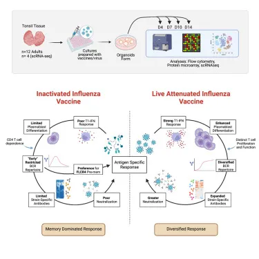 Immune response to inactivated vs. live attenuated vaccines