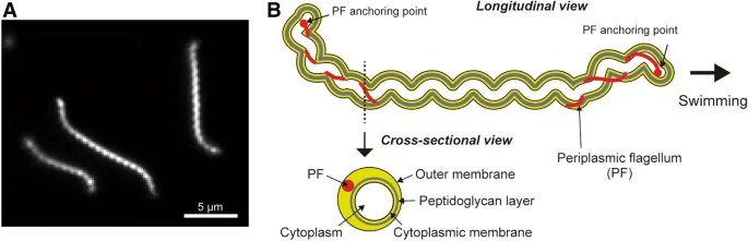 Leptospira interrogans microscopy and diagram