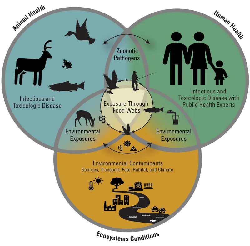One Health concept: human, animal, and environmental health