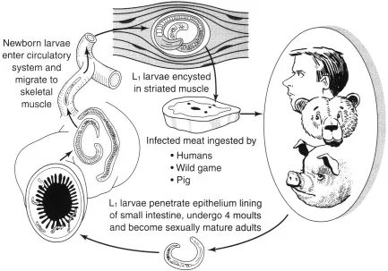 Trichinella spiralis life cycle