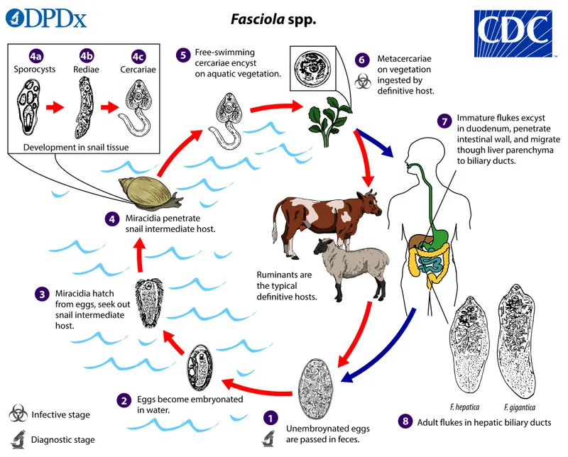 Fasciola spp. life cycle diagram