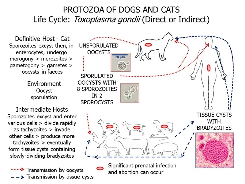 Toxoplasma gondii life cycle