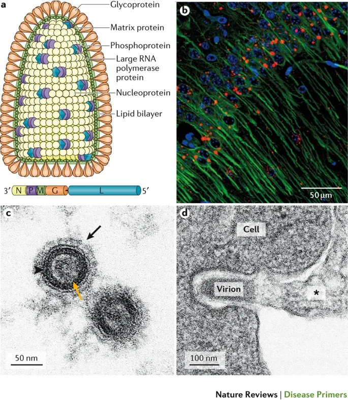 Rabies virus structure and infection