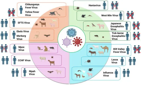 Viral Zoonoses: Transmission Cycles and Reservoirs