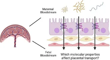 Placental barrier and molecular transport