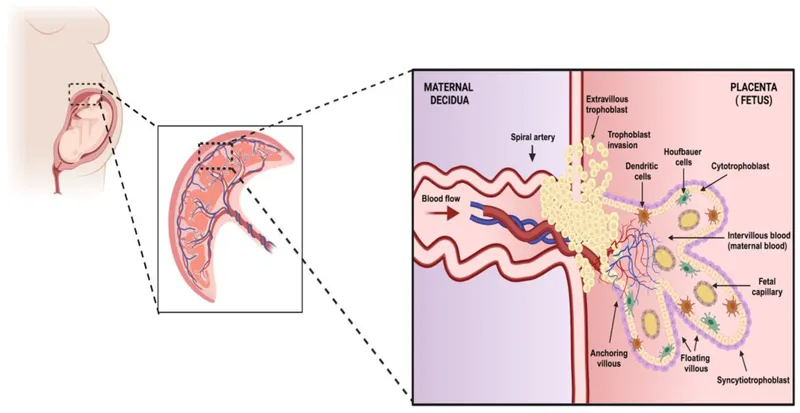 Placental barrier structure and maternal-fetal interface