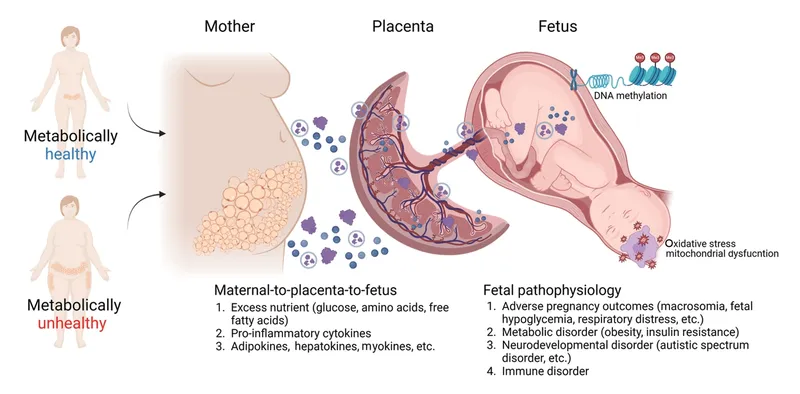 Maternal Metabolic Health Impact on Fetal Development