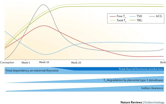 Thyroid hormone changes and fetal dependency in pregnancy