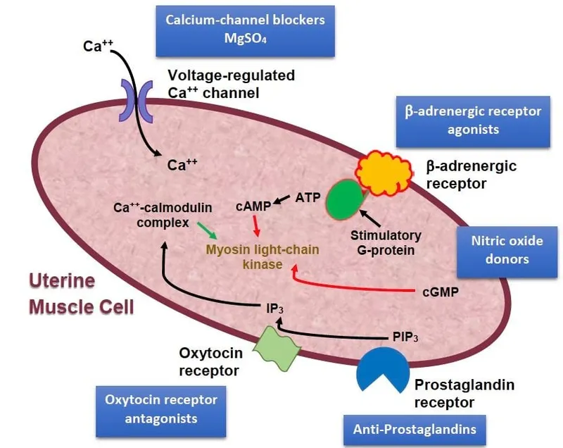 Tocolytics Mechanism of Action in Uterine Muscle Cell