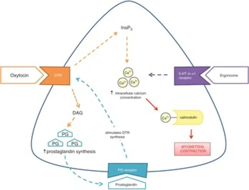 Uterotonic Agents: Myometrial Contraction Mechanism
