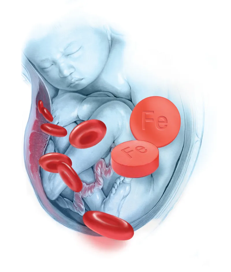 Fetus, red blood cells, and iron supplements